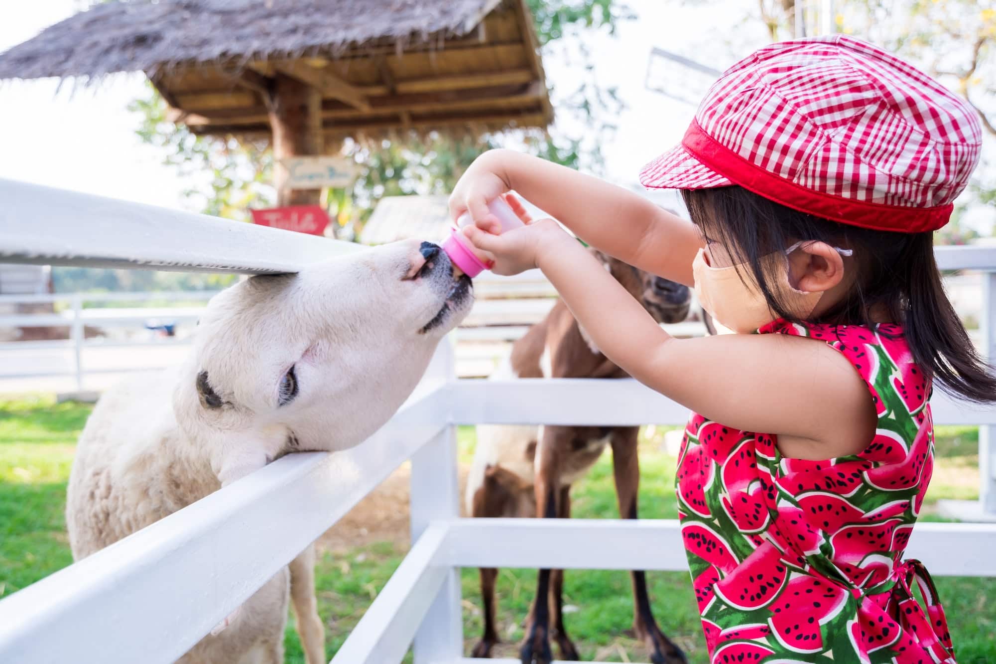 Girl feeds the animals in zoo. Goats in white fence tried to come out of fence eat milk from kid.